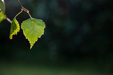 Image showing Backlit shiny leaf