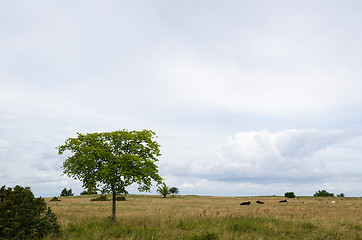 Image showing Resting cattle 