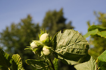 Image showing Unripe hazel nuts