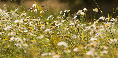 Image showing Summer background