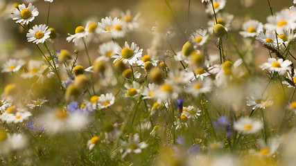 Image showing Summer background