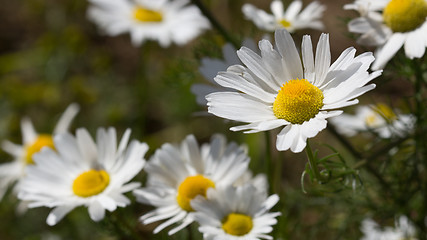 Image showing Summer background