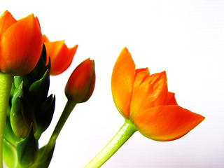 Image showing orange blossoms
