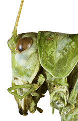 Image showing Cricket profile