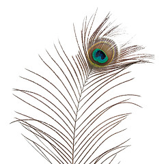Image showing Peacock feather