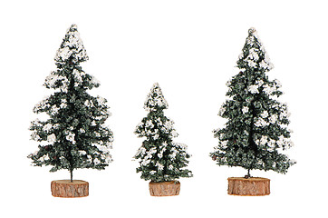 Image showing Miniature pine trees