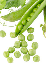 Image showing Fresh green pea pod