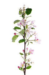 Image showing Closeup of Apple blossoms