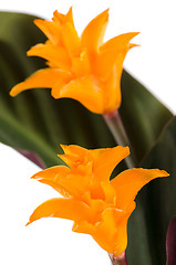 Image showing Eternal flame flower (calathea crocata)