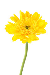 Image showing Yellow gerbera daisy flower