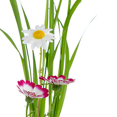 Image showing Beautiful pink flowers and green grass