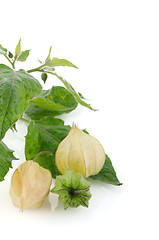 Image showing Physalis fruit 