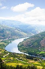 Image showing vineyars in Douro Valley