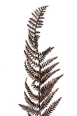 Image showing Christmas decorative Brown fern leaf