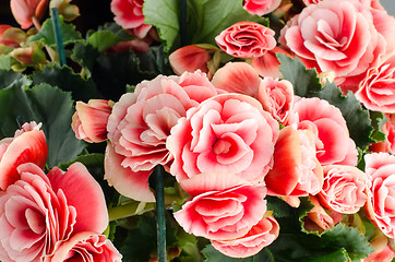 Image showing Pink begonia flowers