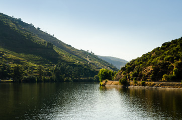 Image showing vineyars in Douro Valley