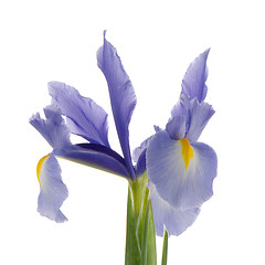 Image showing Purple lily flower