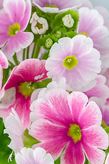 Image showing Closeup of pink primrose flowers