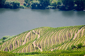 Image showing vineyars in Douro Valley