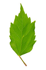 Image showing Hibiscus leaf