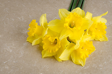 Image showing Jonquil flowers