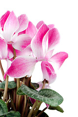 Image showing Beautiful pink Cyclamen flower