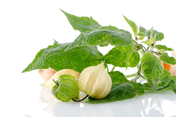 Image showing Physalis