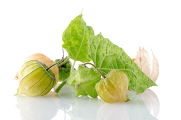 Image showing Physalis fruit 