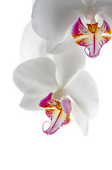 Image showing White and pink orchids