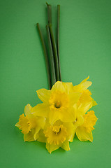 Image showing Jonquil flowers