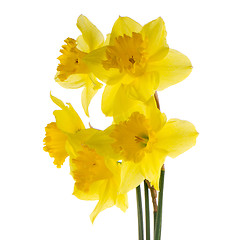 Image showing Jonquil flowers