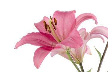 Image showing Pink lilies