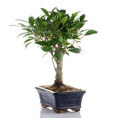 Image showing Chinese green bonsai tree