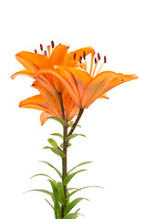 Image showing Orange lilies