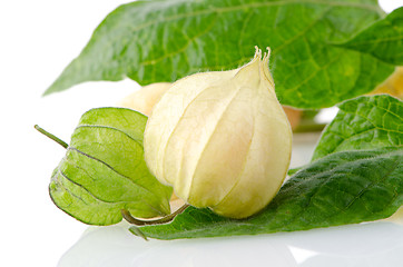 Image showing Physalis fruit 