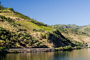 Image showing vineyars in Douro Valley