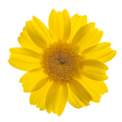 Image showing Daisy flower