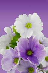 Image showing Beautiful violet flower