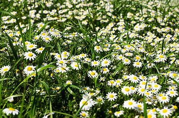 Image showing Field of daisies