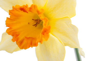 Image showing Jonquil flower