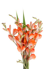 Image showing Lilies