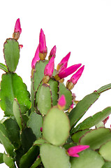 Image showing Easter Cactus (Rhipsalidopsis cactus)