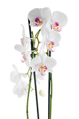 Image showing White and pink orchids