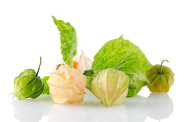 Image showing Physalis fruit 