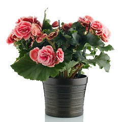 Image showing Pink begonia plant
