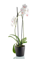 Image showing Beautiful white orchid in a flowerpot