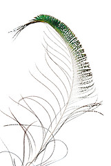 Image showing Peacock feather