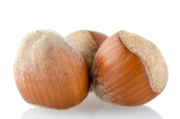 Image showing Fresh hazelnuts 