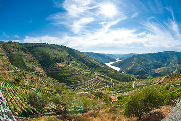 Image showing vineyars in Douro Valley