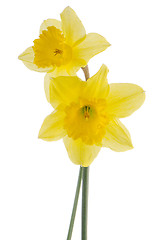 Image showing Jonquil flowers